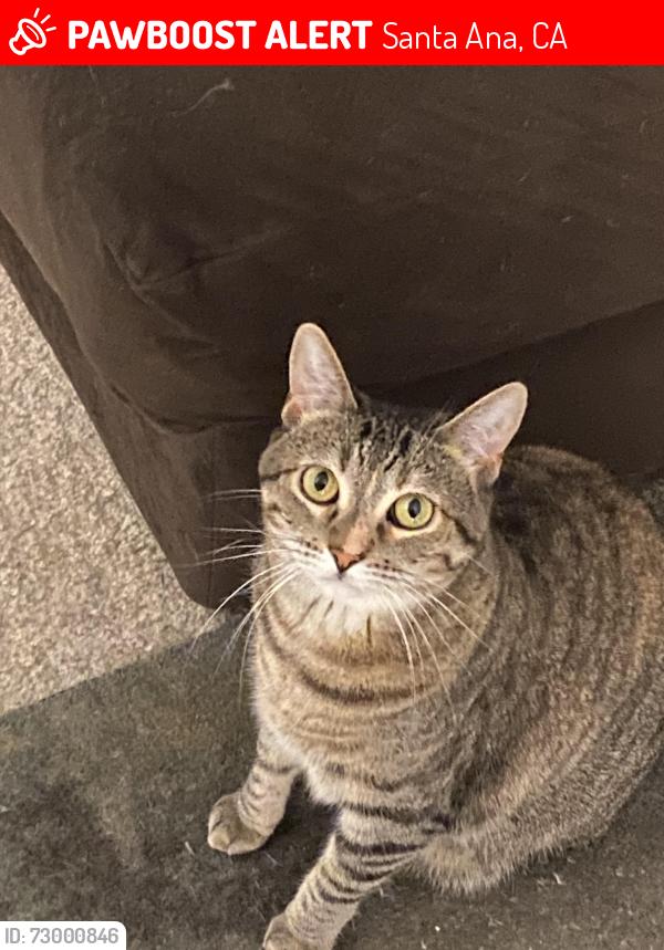 Lost Female Cat last seen Tustin Ave. and Santa Clara Ave. , Santa Ana, CA 92705