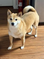 Reunited Male Dog last seen Endinburgh st and Persia st , San Francisco, CA 94112