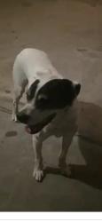 Found/Stray Male Dog last seen Plummer and oso ave, Los Angeles, CA 91325