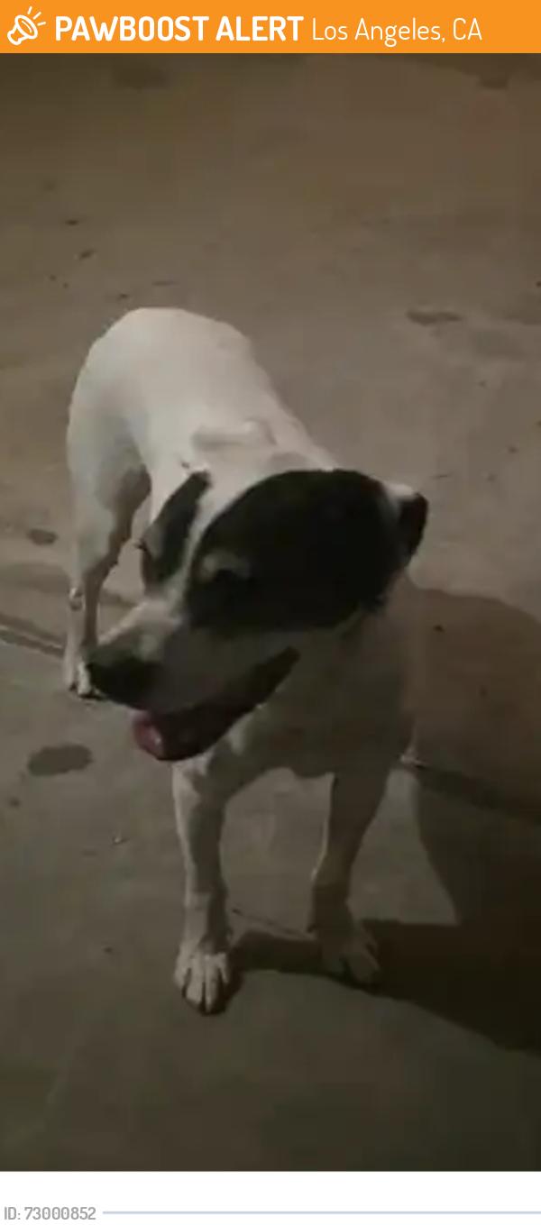 Found/Stray Male Dog last seen Plummer and oso ave, Los Angeles, CA 91325