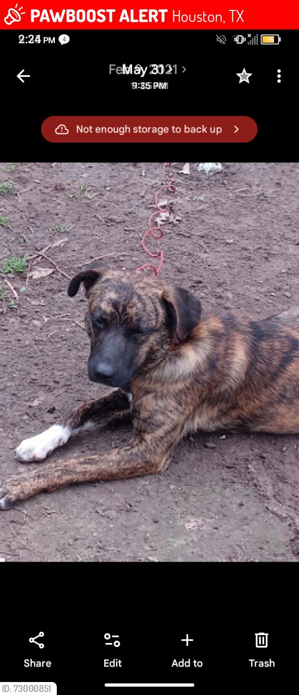 Lost Male Dog last seen Meadowview Dr @ Meadowlink St., Houston, TX 77037