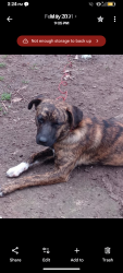 Lost Male Dog last seen Meadowview Dr @ Meadowlink St., Houston, TX 77037