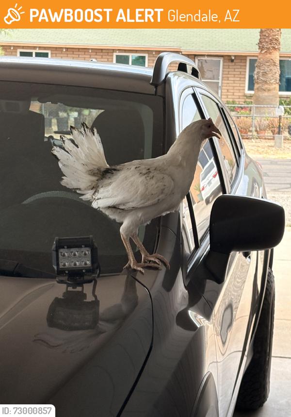 Found/Stray Female Bird last seen Glendale, Glendale, AZ 85307