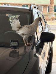 Found/Stray Female Bird last seen Glendale, Glendale, AZ 85307