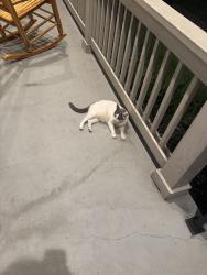 Reunited Unknown Cat last seen Tchoup & Louisiana , New Orleans, LA 70115