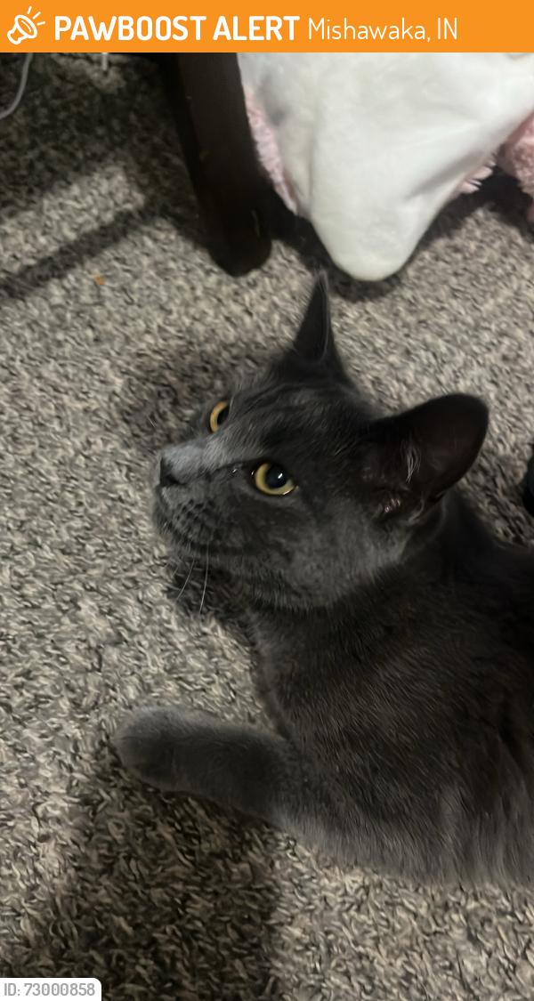 Found/Stray Female Cat last seen jefferson apmts, Mishawaka, IN 46545