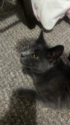 Found/Stray Female Cat last seen jefferson apmts, Mishawaka, IN 46545