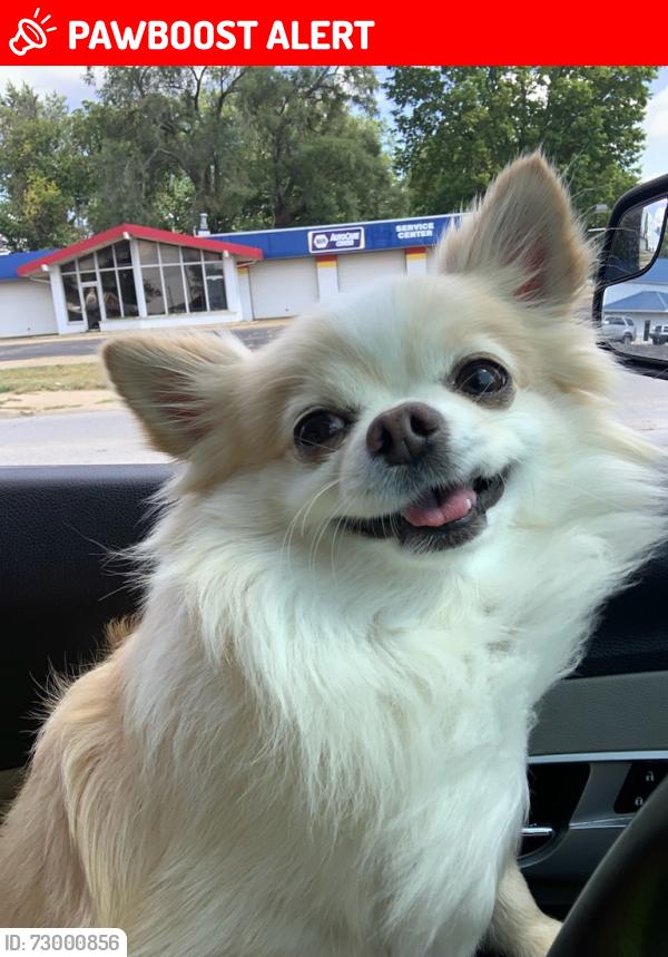 Lost Male Dog last seen US41South & Allendale Terrace/Lane Terre Haute, IN 47802, Honey Creek Township, IN 47802