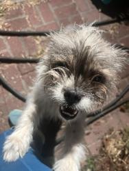 Found/Stray Female Dog last seen Gardner School, San Jose, CA 95110