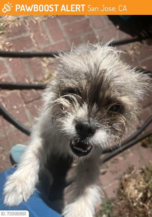 Found/Stray Female Dog last seen Gardner School, San Jose, CA 95110
