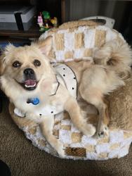Reunited Female Dog last seen Arkansas Ave Hammond IN, Hammond, IN 46323