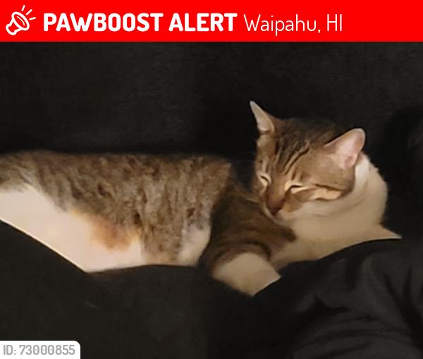 Lost Male Cat last seen Hokino townhouses, Waipahu, HI 96797