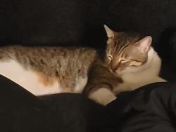 Lost Male Cat last seen Hokino townhouses, Waipahu, HI 96797