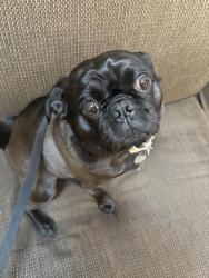 Lost Male Dog last seen Sir Francis Drake, Lagunitas-Forest Knolls, CA 94938