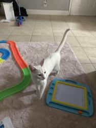 Reunited Female Cat last seen Near lyons rd coconut creek fl (Coco Parc cndmniums) , Coconut Creek, FL 33063
