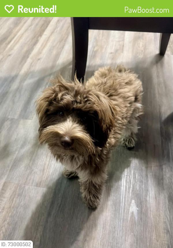 Reunited Female Dog last seen Alsatian Way, Schertz, TX 78154