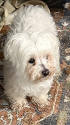 Reunited Female Dog last seen Cadia Cottage, Grand Prairie, TX 75052