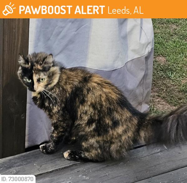 Found/Stray Female Cat last seen Hwy 41 and Mimosa , Leeds, AL 35094