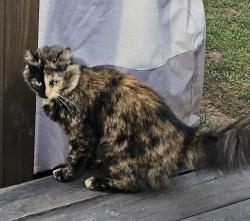 Found/Stray Female Cat last seen Hwy 41 and Mimosa , Leeds, AL 35094