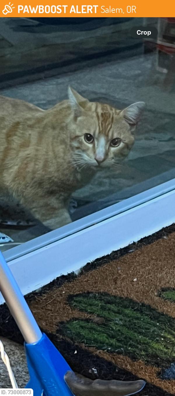 Found/Stray Unknown Cat last seen  Vick NW, Salem, OR 97304