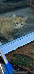 Found/Stray Unknown Cat last seen Vick NW, Salem, OR 97304