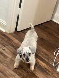 Reunited Male Dog last seen Plano road and Windsor drive, Garland, TX 75042