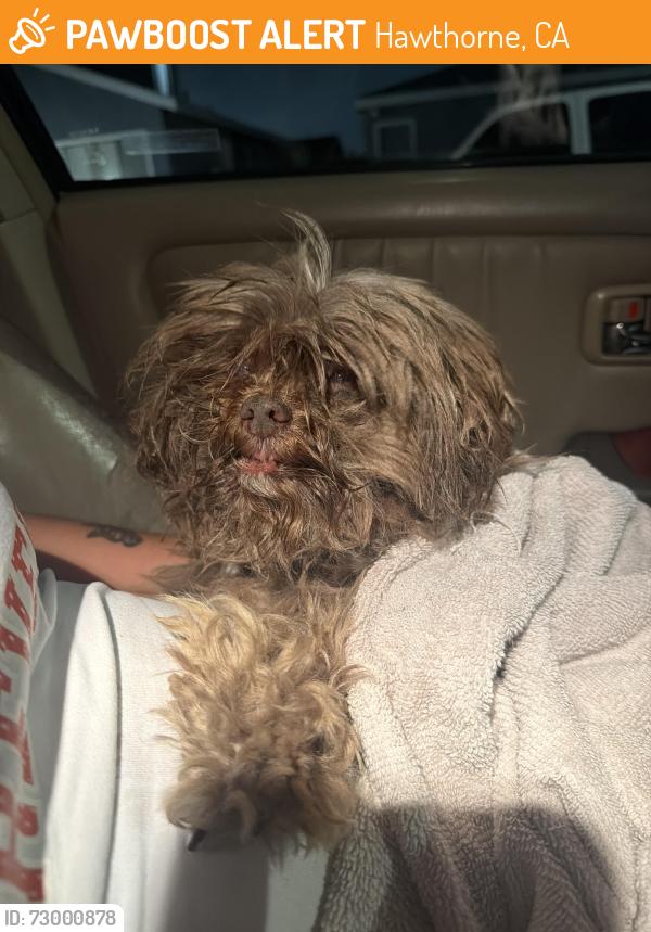 Found/Stray Female Dog last seen 120th Hawthorne CA, Hawthorne, CA 90303