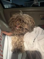 Found/Stray Female Dog last seen 120th Hawthorne CA, Hawthorne, CA 90303