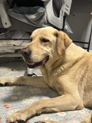 Reunited Male Dog last seen Near Bellflower Blvd, Bellflower, CA 90706, USA, Bellflower, CA 90706