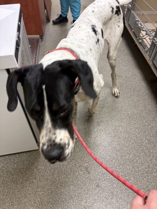 Shelter Stray Male Dog last seen Off Millville Ave, Hamilton, OH, 1820 Princeton Rd, Hamilton, OH 45011, USA