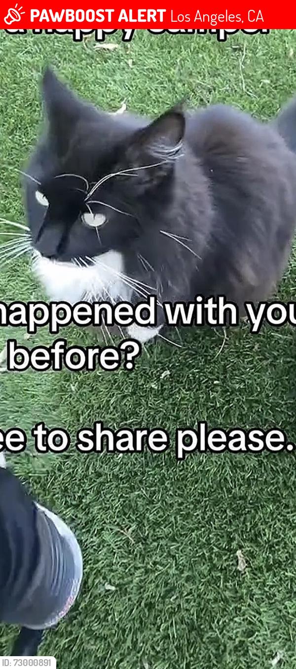 Lost Unknown Cat last seen Wilbur avenue Northridge CA, Los Angeles, CA 91324