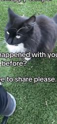 Lost Unknown Cat last seen Wilbur avenue Northridge CA, Los Angeles, CA 91324