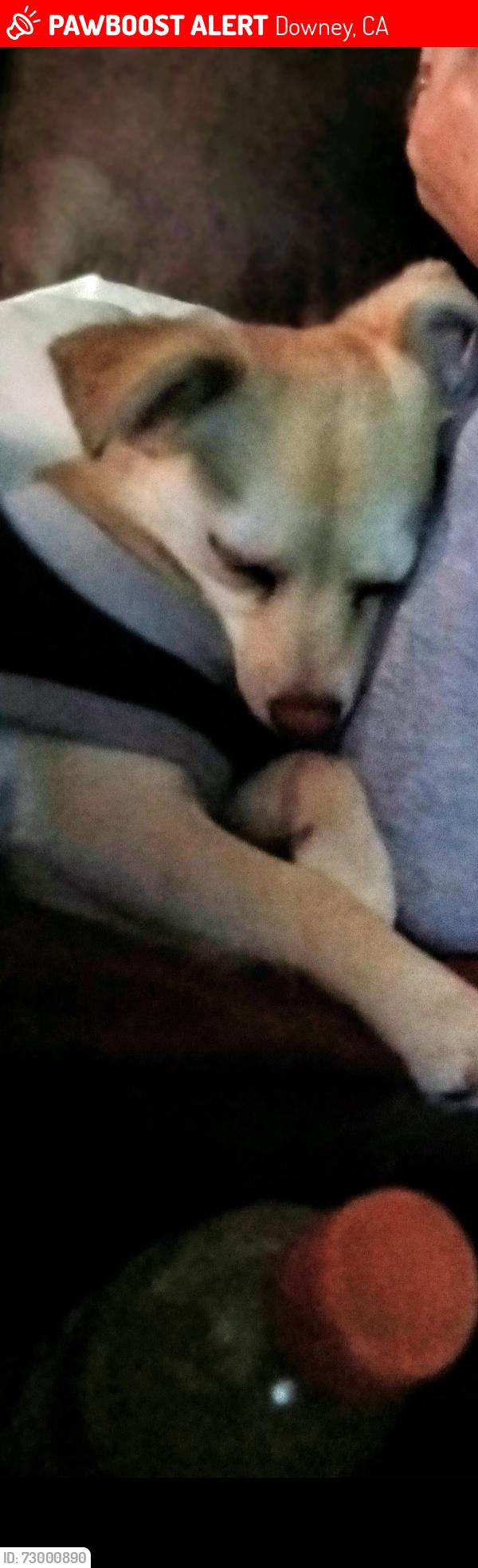 Lost Male Dog last seen Brookshire and downey ave, Downey, CA 90242