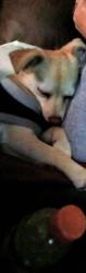 Lost Male Dog last seen Brookshire and downey ave, Downey, CA 90242