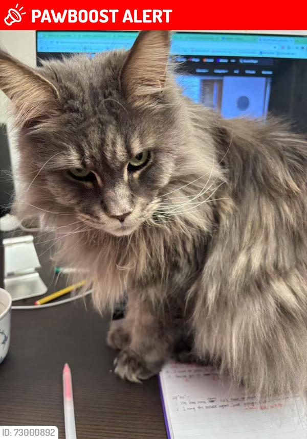 Lost Female Cat last seen River Ash est, Walton , Walton-on-Thames, England TW17 8NG
