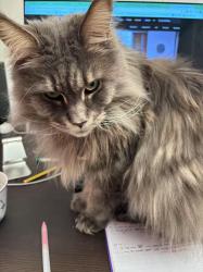 Lost Female Cat last seen River Ash est, Walton , Walton-on-Thames, England TW17 8NG