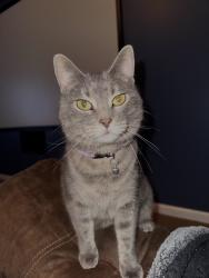 Lost Female Cat last seen Hunters Trace Cir, Middleburg, FL 32068