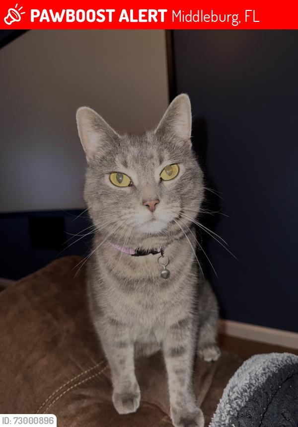 Lost Female Cat last seen Hunters Trace Cir, Middleburg, FL 32068