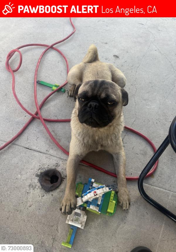 Lost Male Dog last seen Graham and century, Los Angeles, CA 90002