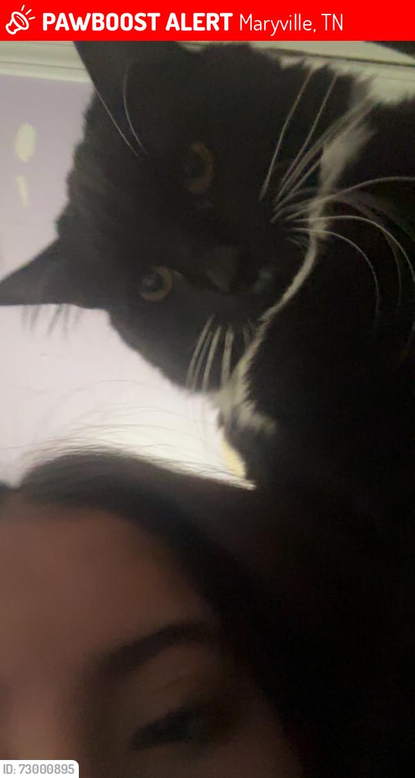 Lost Female Cat last seen Near Fairview dr Maryville tn 37803, Maryville, TN 37803