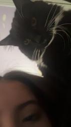 Lost Female Cat last seen Near Fairview dr Maryville tn 37803, Maryville, TN 37803
