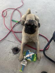 Lost Male Dog last seen Graham and century, Los Angeles, CA 90002