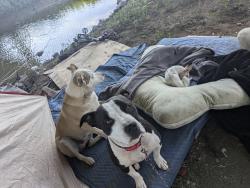 Reunited Female Dog last seen East Levee Rd under Main Ave bridge on the bike trail., Sacramento, CA 95838