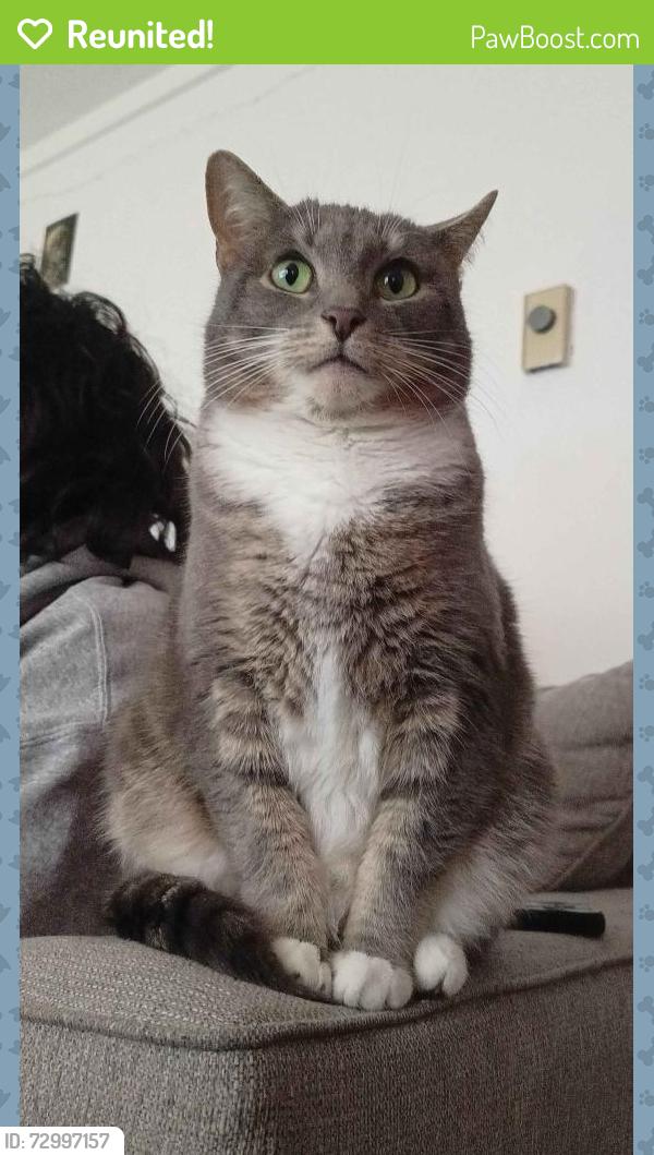 Reunited Female Cat last seen Snyder's Lake RD Wynants, Zelenke Drive Wynants, Wynantskill, NY 12198