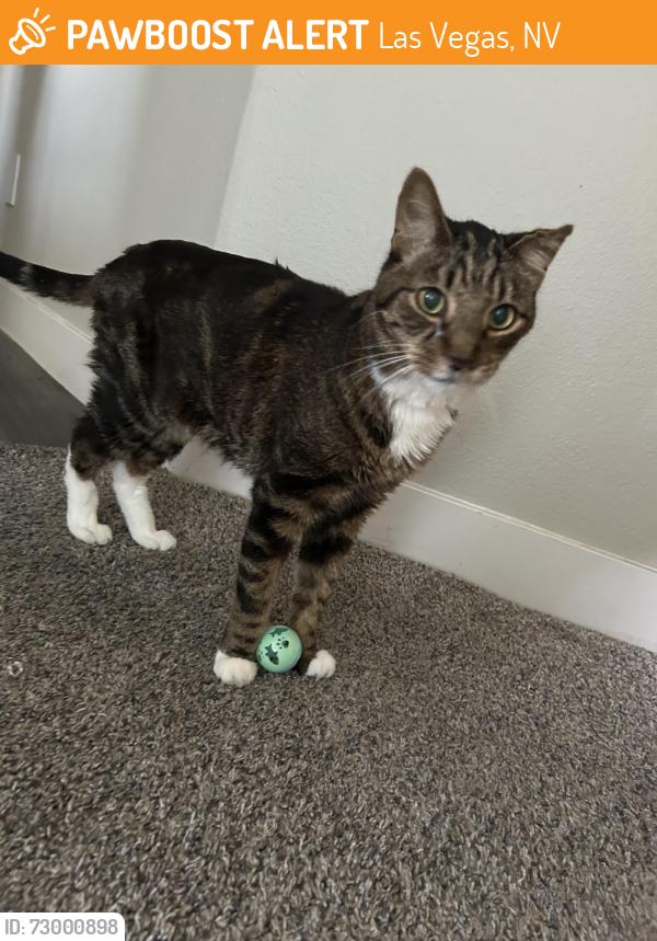 Found/Stray Unknown Cat last seen South Torrey Pines rd and West Tropicana Ave, Las Vegas, NV 89146