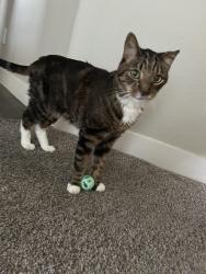 Found/Stray Unknown Cat last seen South Torrey Pines rd and West Tropicana Ave, Las Vegas, NV 89146