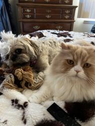 Lost Male Cat last seen W Chiswell st and Tower st, Saukville, WI 53080