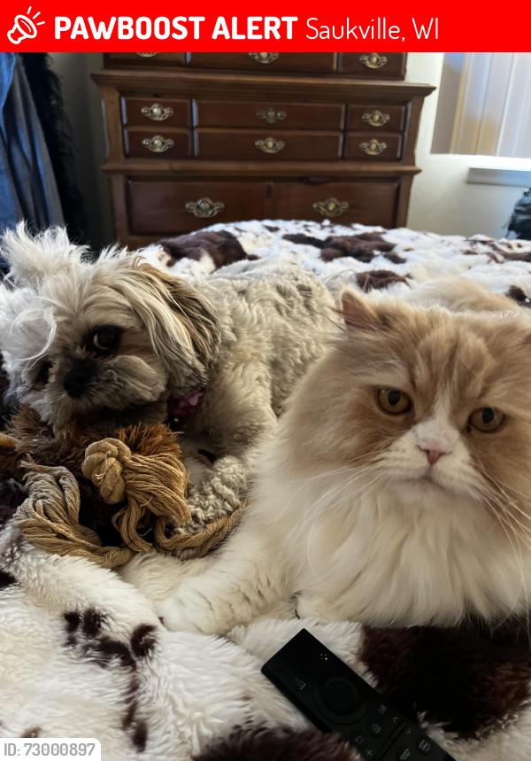 Lost Male Cat last seen W Chiswell st and Tower st, Saukville, WI 53080