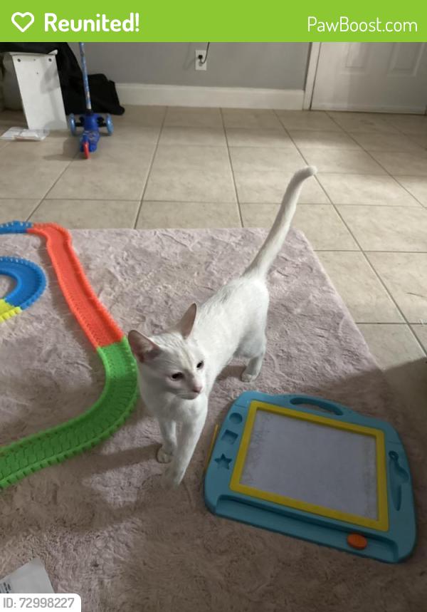 Reunited Female Cat last seen Near lyons rd coconut creek fl (Coco Parc cndmniums) , Coconut Creek, FL 33063
