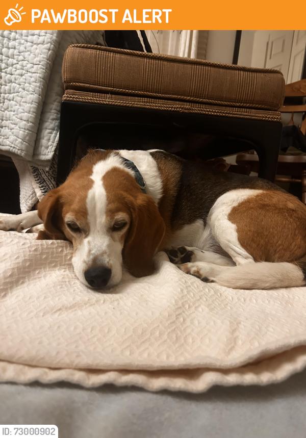 Found/Stray Unknown Dog last seen On Stephanie way in the north branch neighborhood off 413 past the gardenville in, Plumstead Township, PA 18947